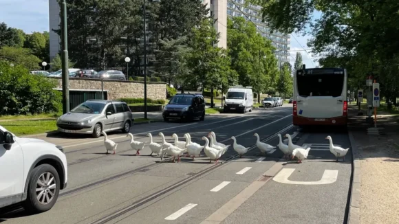traversée d'oies